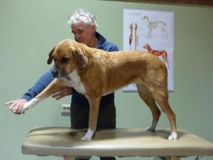 honden_fysiotherapie
